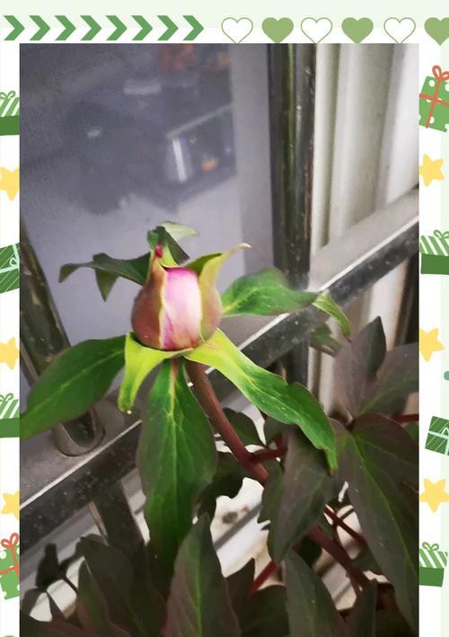 牡丹花浇水的正确方法是什么？如何避免浇水不当？