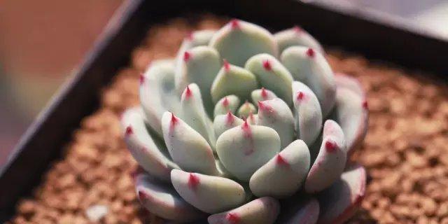 徒长的多肉植物如何正确砍头？砍头后多肉如何护理？
