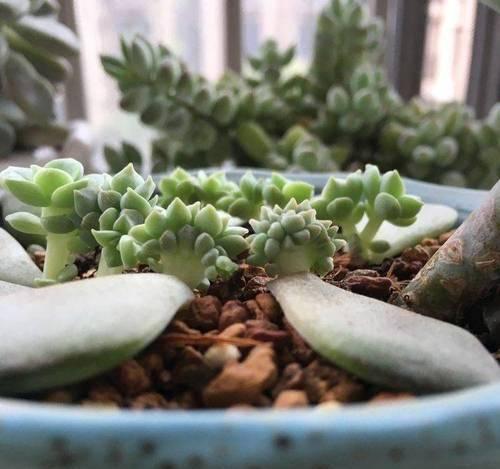 徒长的多肉植物如何正确砍头？砍头后多肉如何护理？