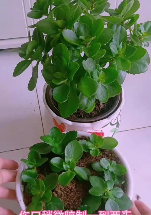 长寿花的最佳扦插时间是什么时候？如何进行扦插？