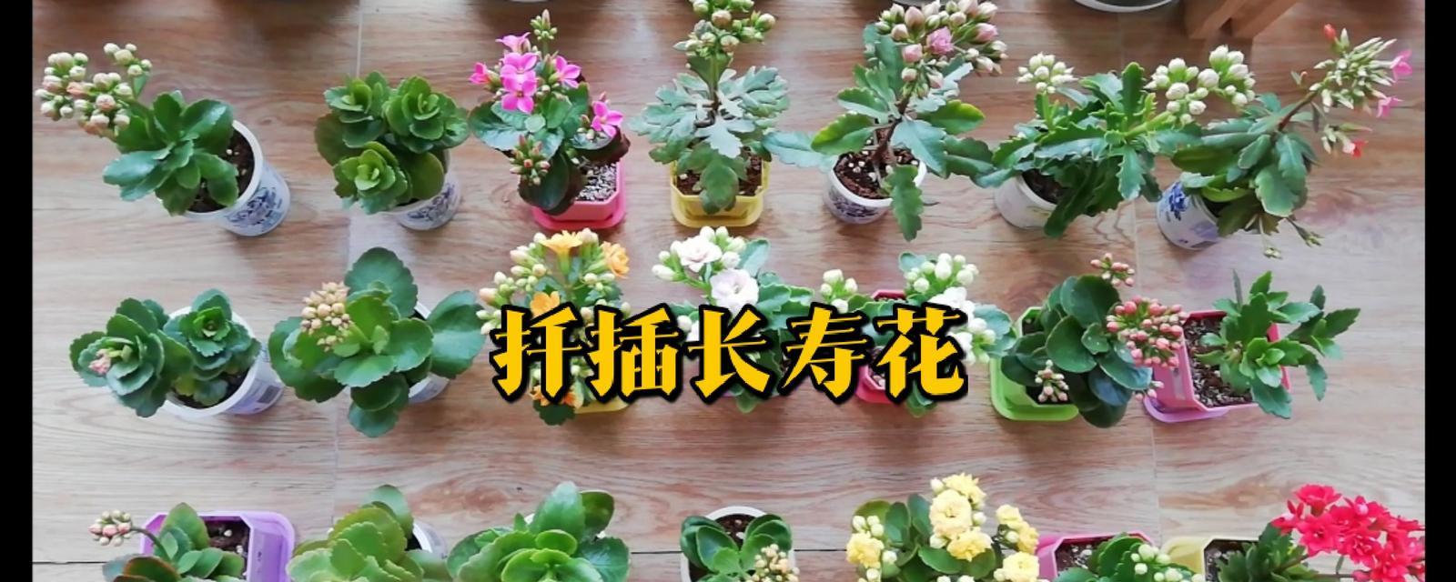 长寿花的最佳扦插时间是什么时候？如何进行扦插？