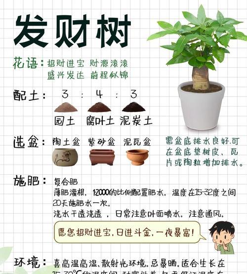 发财树冬季的养护要点是什么？如何避免冬季发财树出现问题？