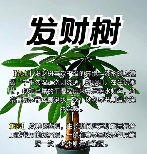 发财树冬季的养护要点是什么？如何避免冬季发财树出现问题？