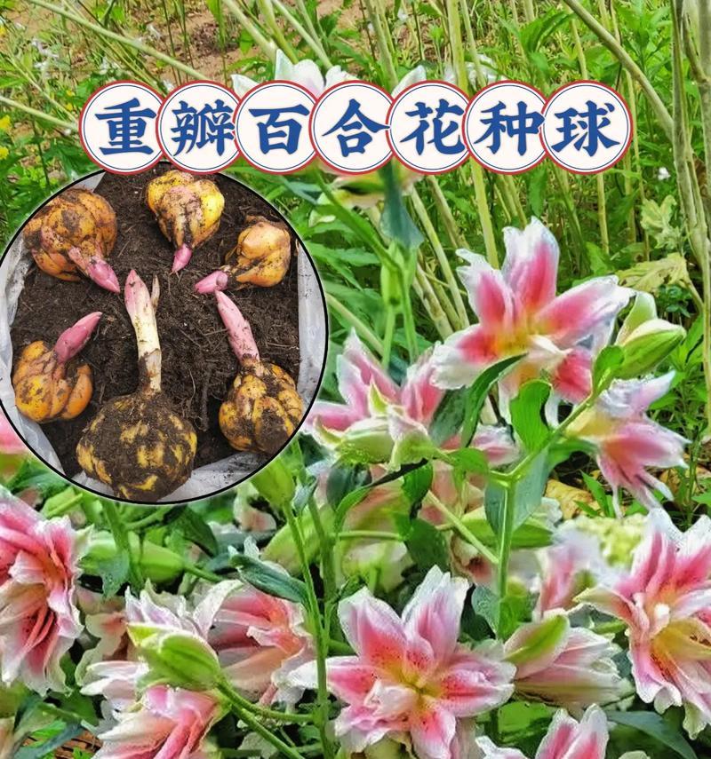 盆栽百合花冬季养护技巧是什么？如何安全过冬？