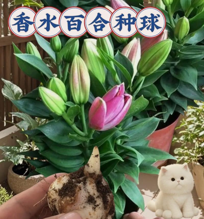 盆栽百合花冬季养护技巧是什么？如何安全过冬？