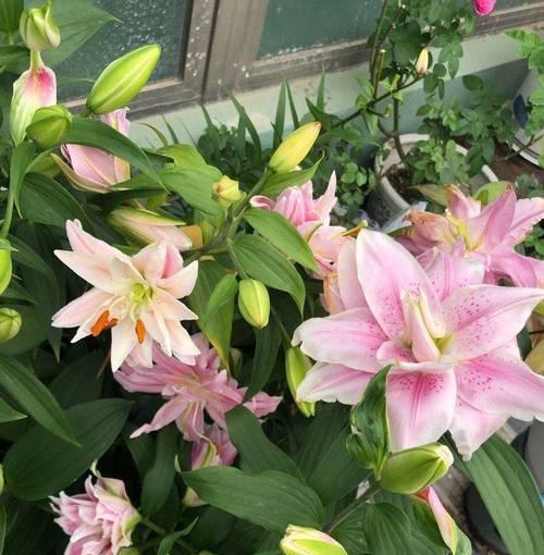 盆栽百合花冬季养护技巧是什么？如何安全过冬？