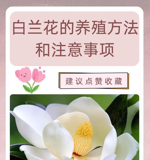 白兰花修剪的最佳时间和方法是什么？