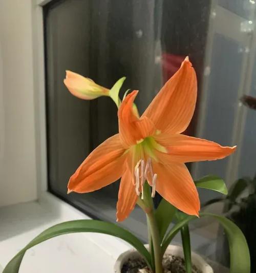 对兰的花期是什么时候？