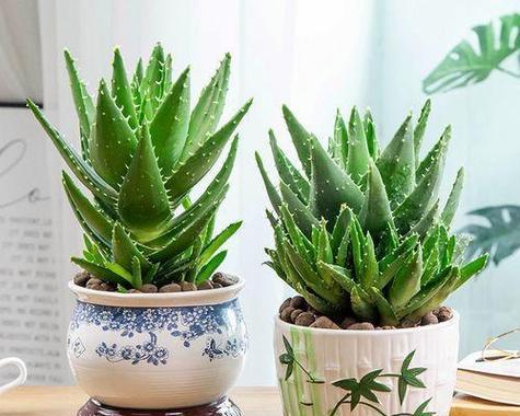 时尚鲜花盆景特点？有哪些吸引人的特性？