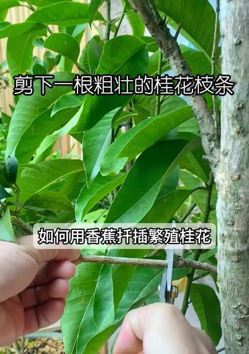 桂花是怎么繁殖的？繁殖过程中应注意什么？