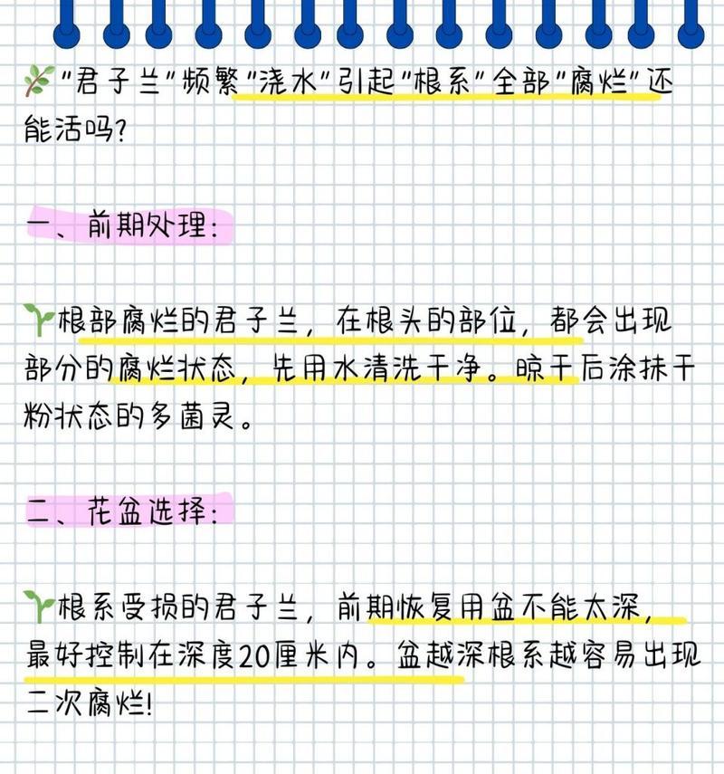 君子兰烂根的原因是什么？如何预防和处理？