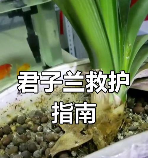 君子兰烂根的原因是什么？如何预防和处理？