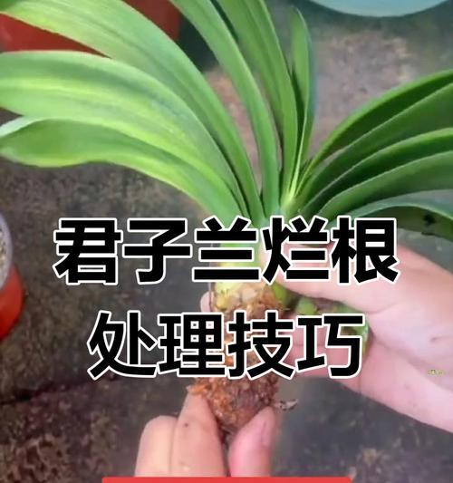 君子兰烂根的原因是什么？如何预防和处理？
