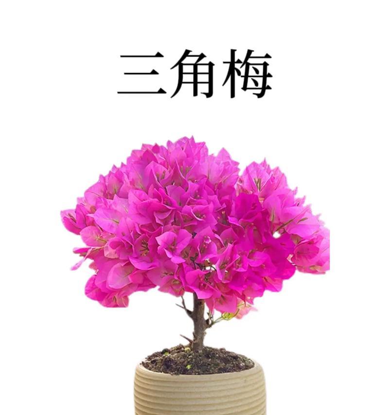 三角梅品种有哪些特点？