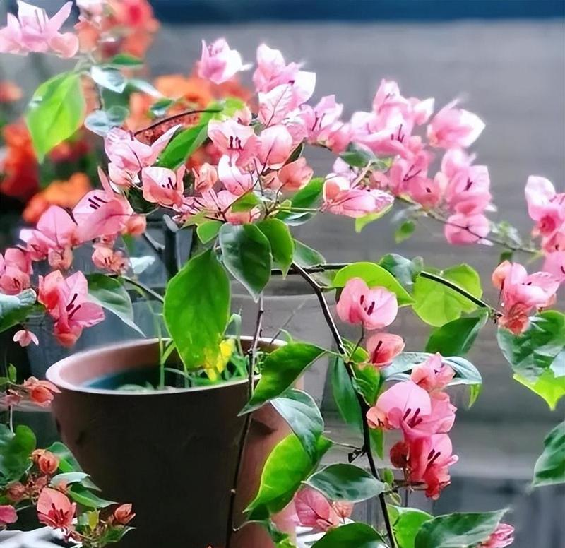 三角梅品种有哪些特点？
