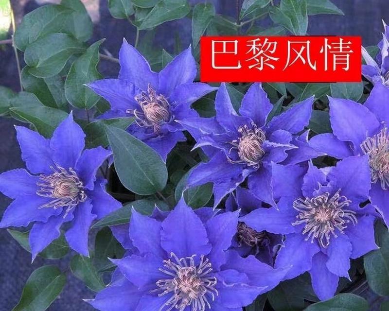 铁线莲的开花时间是什么时候？如何促进其开花？