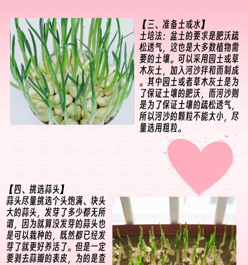 阳台大蒜的种植方法是什么？阳台种植大蒜需要注意什么？