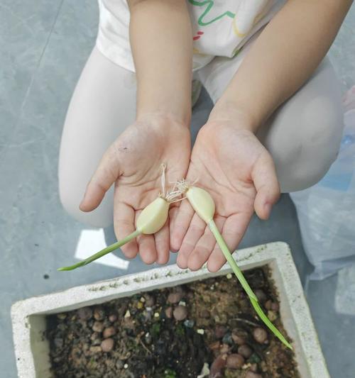 阳台大蒜的种植方法是什么？阳台种植大蒜需要注意什么？