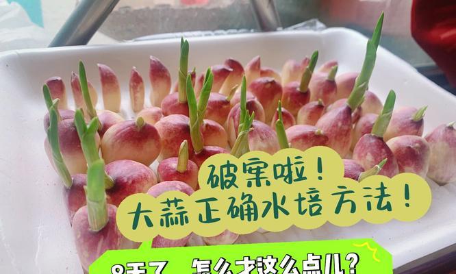 阳台大蒜的种植方法是什么？阳台种植大蒜需要注意什么？