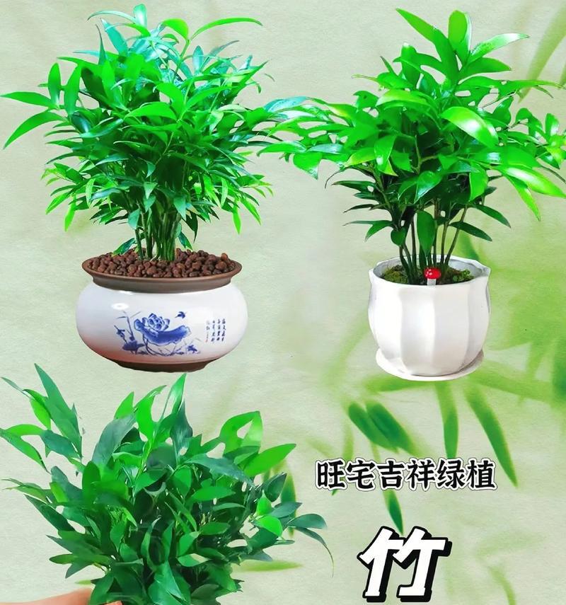 盆景该怎么用盆？选择合适的盆景盆有何要点？