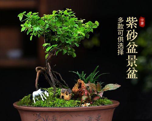 盆景该怎么用盆？选择合适的盆景盆有何要点？
