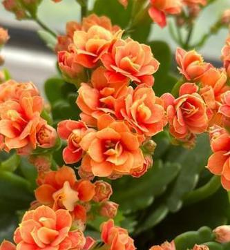 什么花是在冬天开的？冬天有哪些花卉会开花？