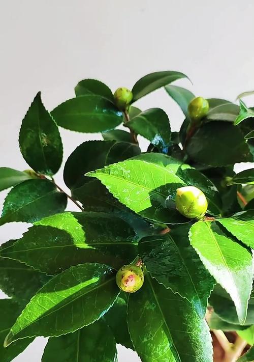 茶花上什么肥？怎样正确施肥促进生长？