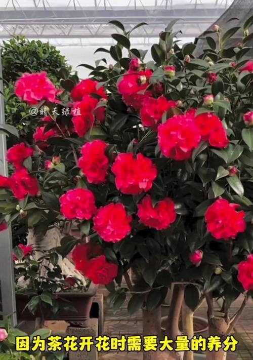 茶花上什么肥？怎样正确施肥促进生长？