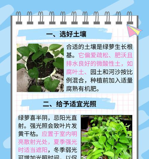 水养绿萝的正确方法是什么？怎样才能养得茂盛？