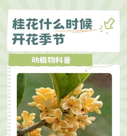 桂花树不开花的原因是什么？如何促进其开花？
