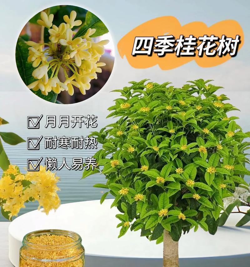 桂花树不开花的原因是什么？如何促进其开花？