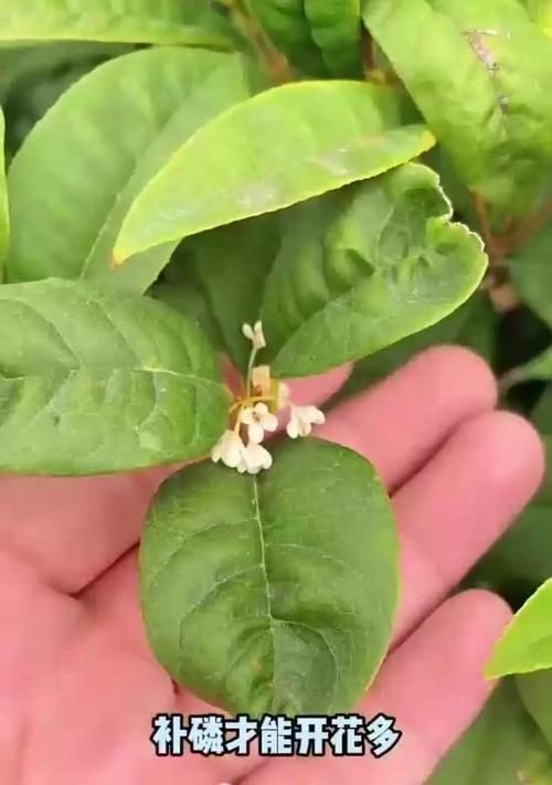 桂花树不开花的原因是什么？如何促进其开花？