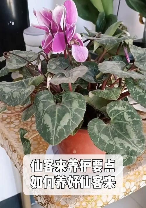 仙鹤来叶子发黄的解决方法有哪些？