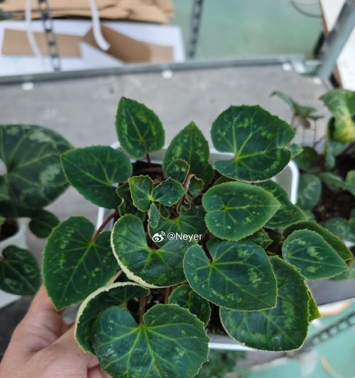 仙鹤来叶子发黄的解决方法有哪些？