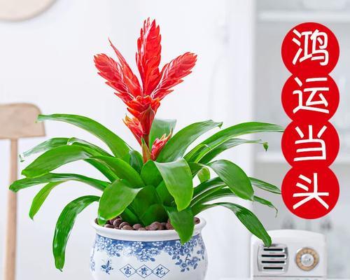 鸿运当头的养殖技巧有哪些？怎样才能养好鸿运当头？