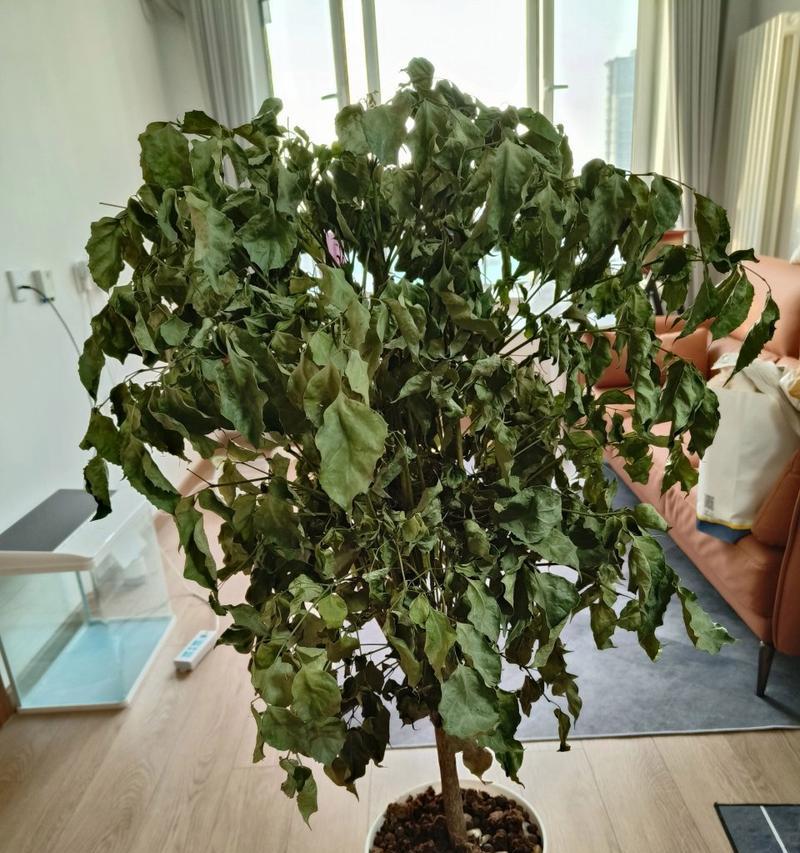幸福树掉叶子是病了吗？