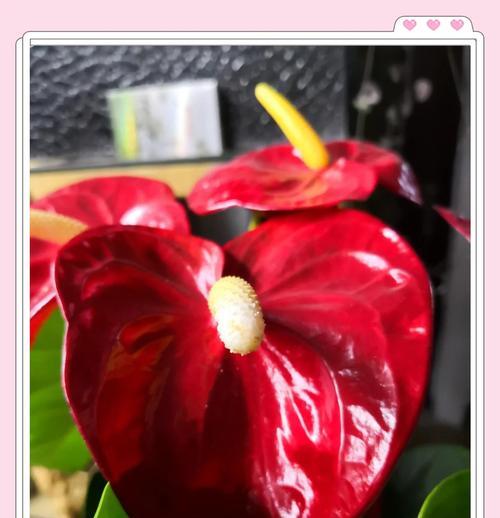 红掌花干枯的原因有哪些？如何预防红掌花干枯？