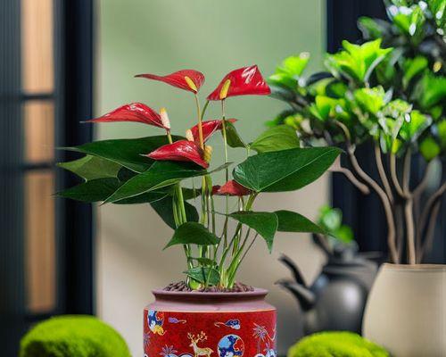红掌花干枯的原因有哪些？如何预防红掌花干枯？