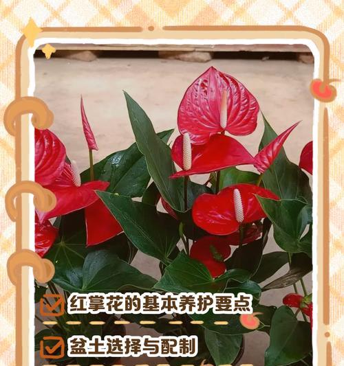 红掌花干枯的原因有哪些？如何预防红掌花干枯？