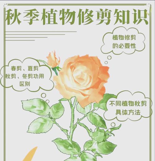 玫瑰花修剪技巧有哪些？怎样修剪才能促进更好的生长？