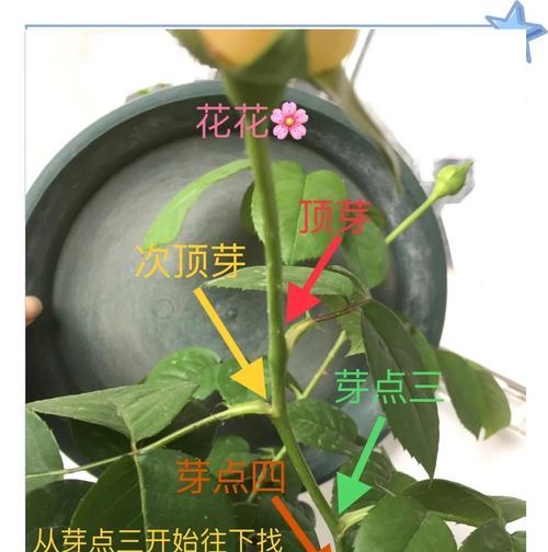 玫瑰花修剪技巧有哪些？怎样修剪才能促进更好的生长？