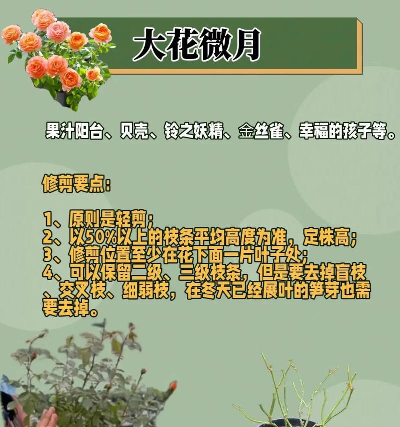 玫瑰花修剪技巧有哪些？怎样修剪才能促进更好的生长？