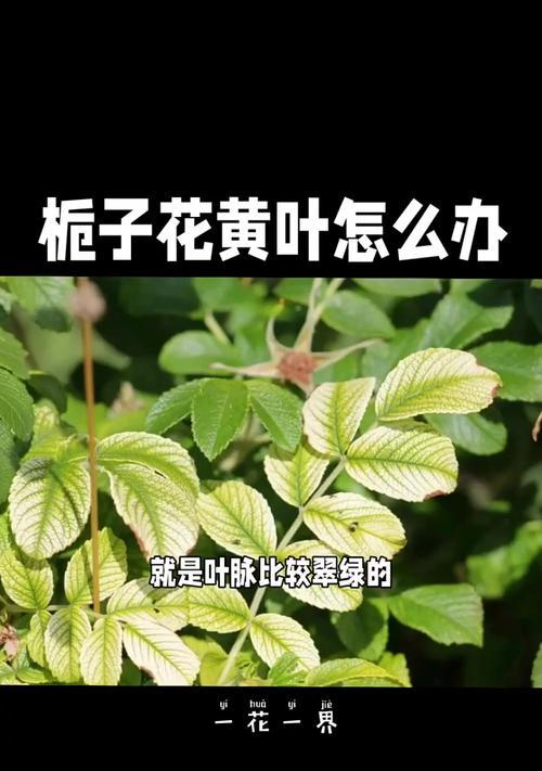 栀子花叶子发黄的解决方法是什么？
