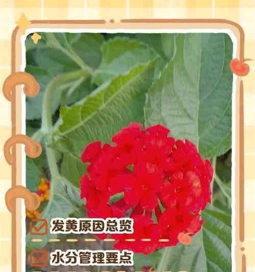 栀子花叶子发黄的解决方法是什么？