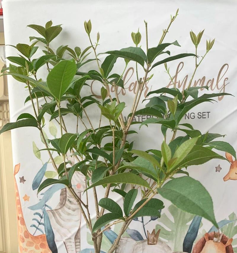 桂花换盆的最佳时机是什么时候？如何正确换盆？