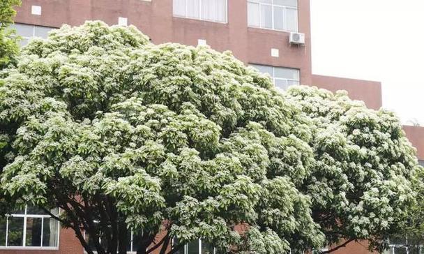 三月哪种树会开白花？如何识别？
