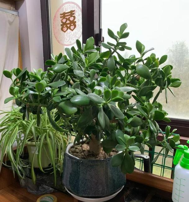 矮盆适合种植哪些植物？如何选择适合矮盆的植物？
