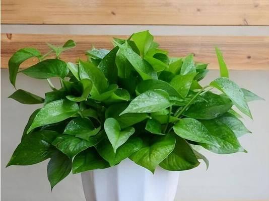 矮盆适合种植哪些植物？如何选择适合矮盆的植物？