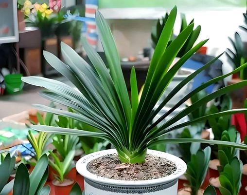 矮盆适合种植哪些植物？如何选择适合矮盆的植物？