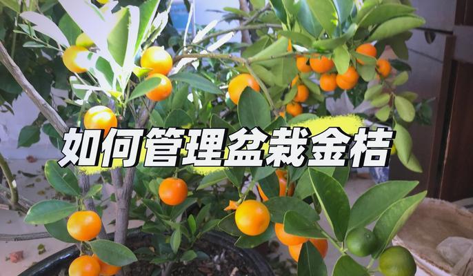 小金桔树盆栽养殖技巧有哪些？怎样才能结果实？